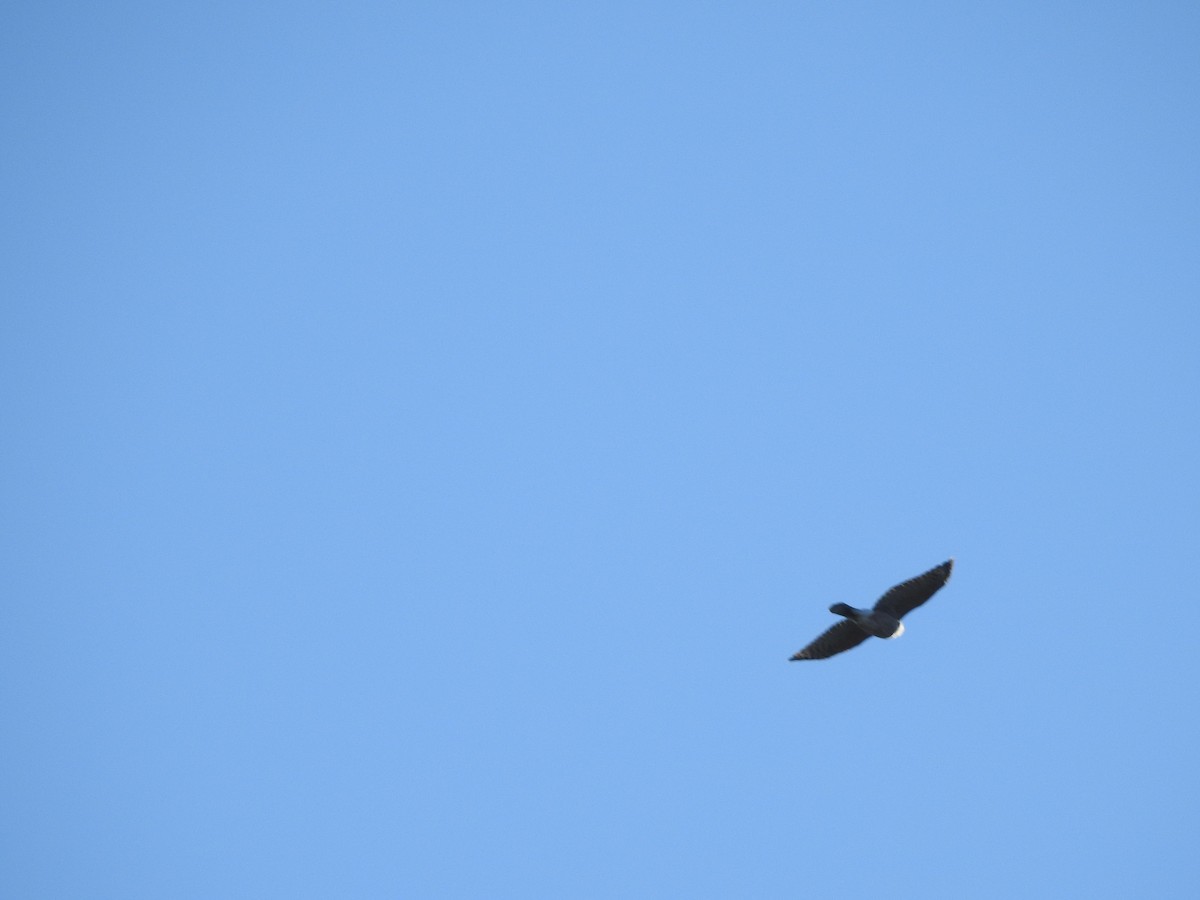 נץ בלתי-מזוהה - ML645972709