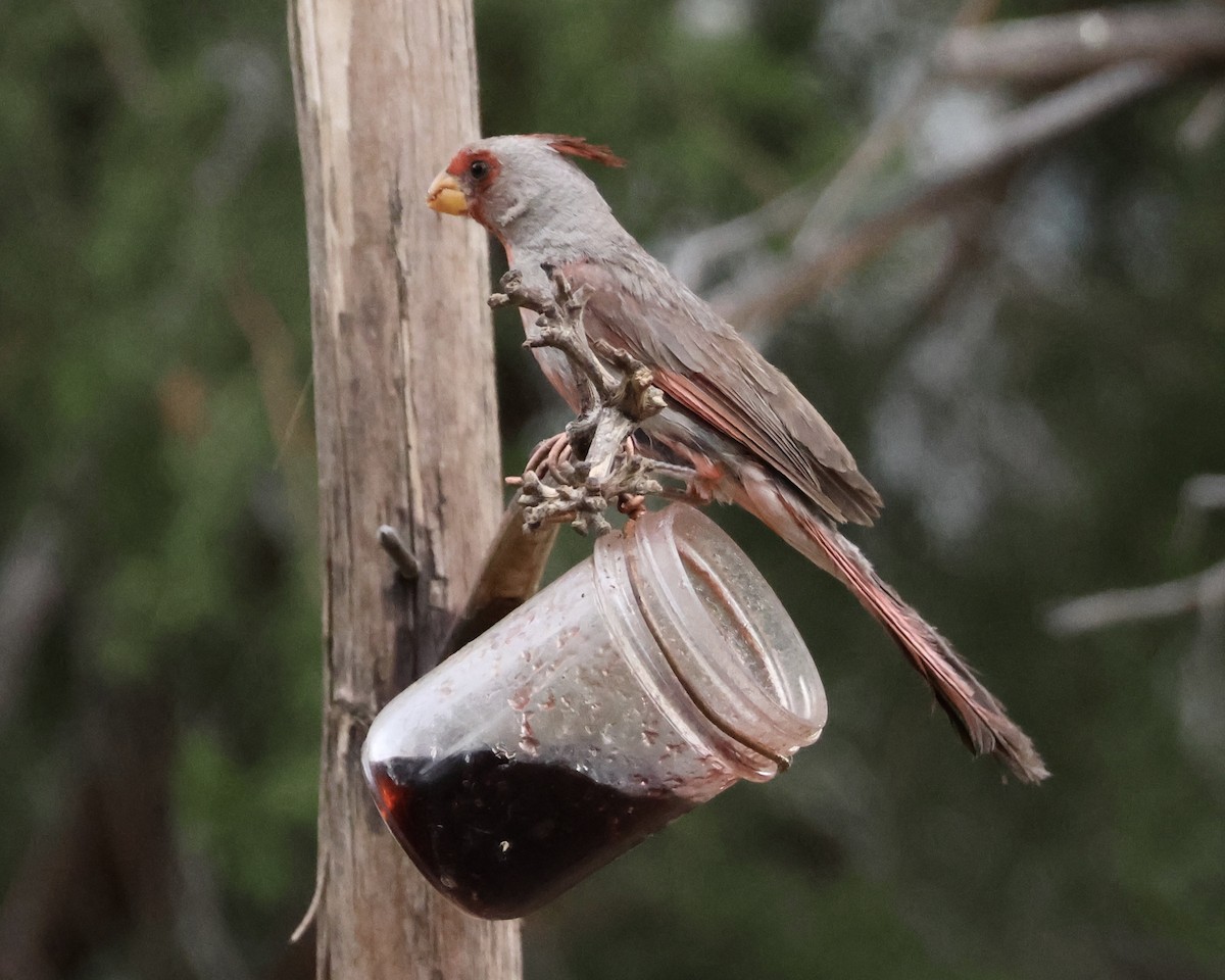 Pyrrhuloxia - ML645972711