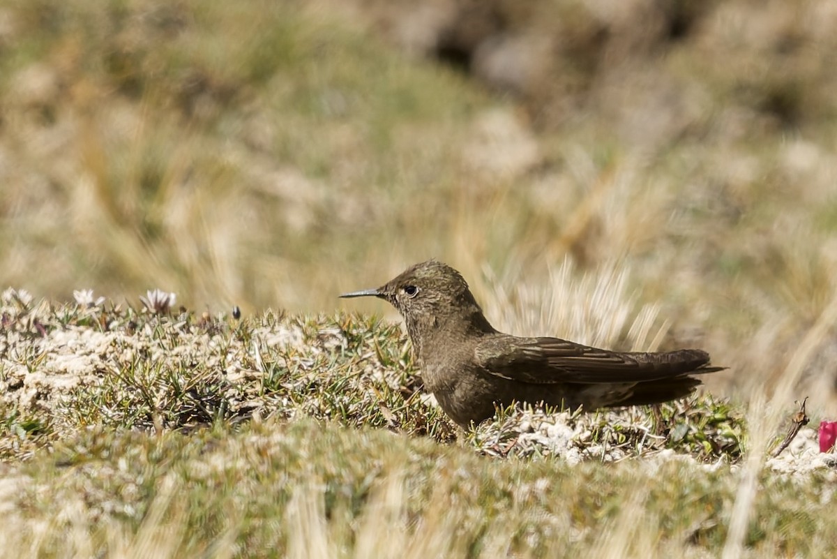 Olivaceous Thornbill - ML645972712