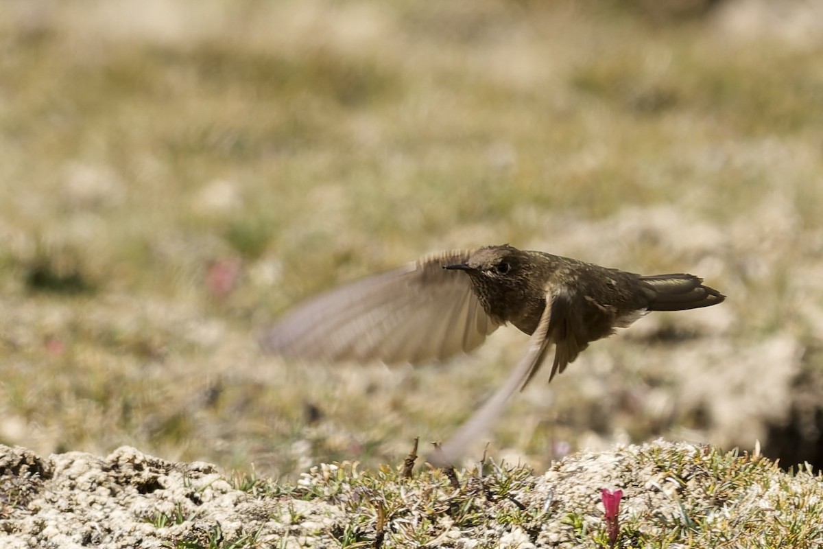 Olivaceous Thornbill - ML645972713