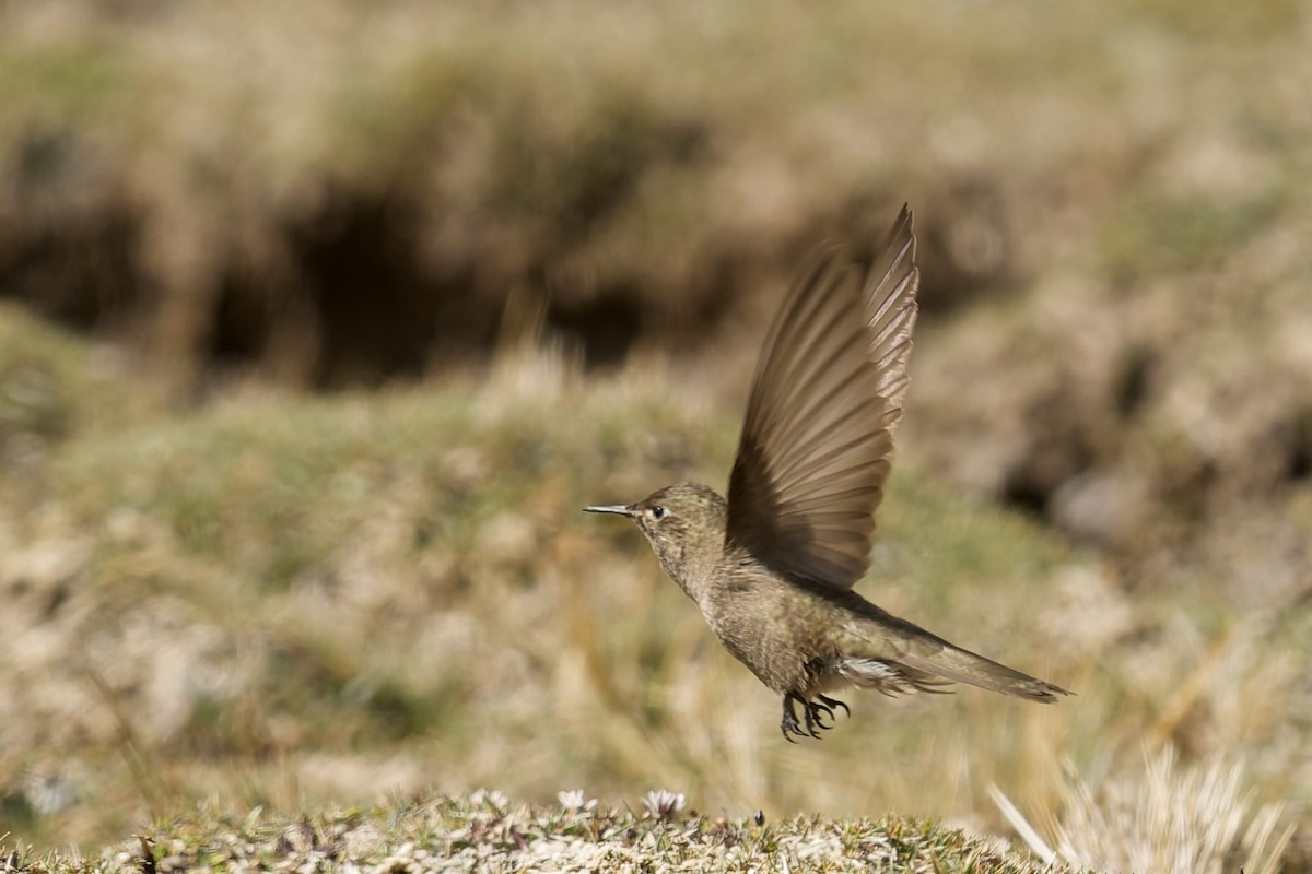 Olivaceous Thornbill - ML645972714