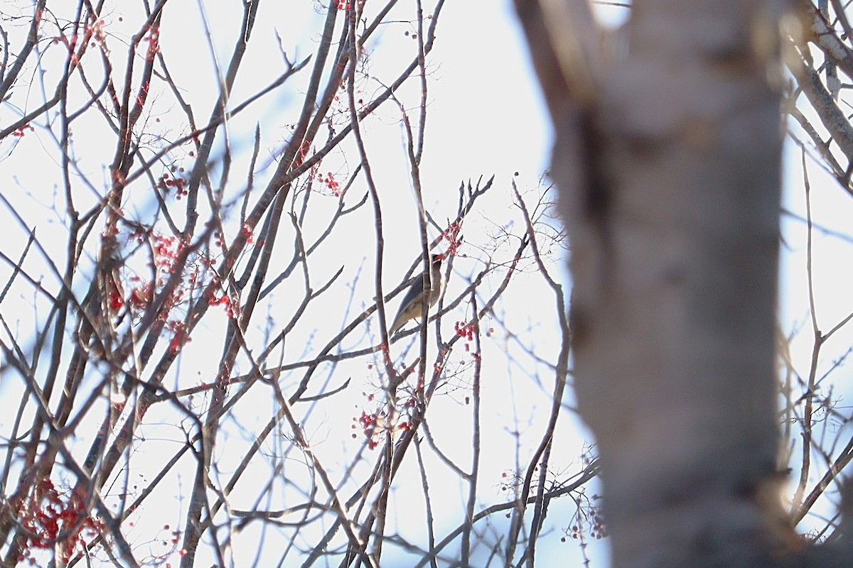 ציצנית אמריקנית - ML645972715