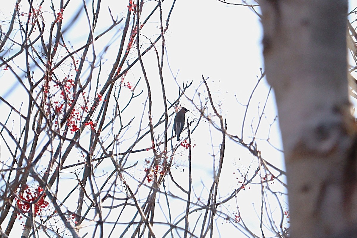 ציצנית אמריקנית - ML645972716