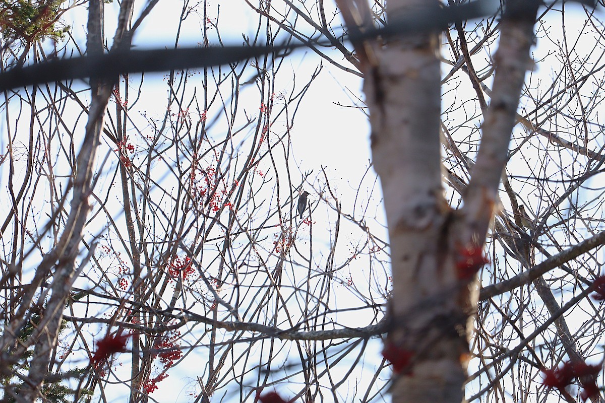ציצנית אמריקנית - ML645972717