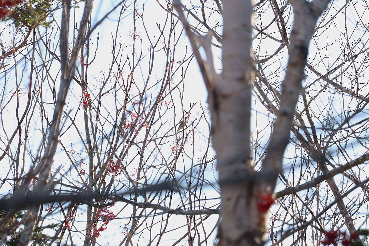 ציצנית אמריקנית - ML645972718