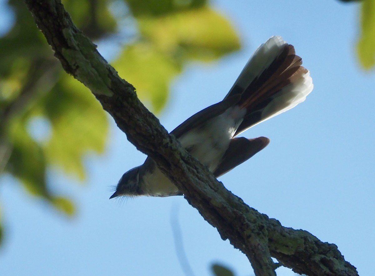 White-browed Fantail - ML645972719