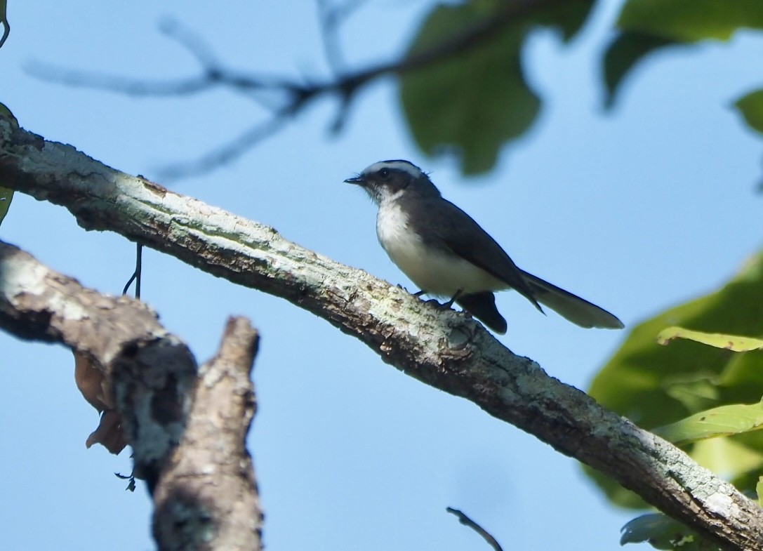 White-browed Fantail - ML645972720