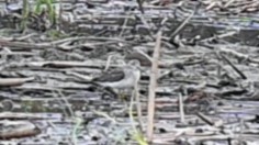 Lesser/Greater Yellowlegs - ML645972722