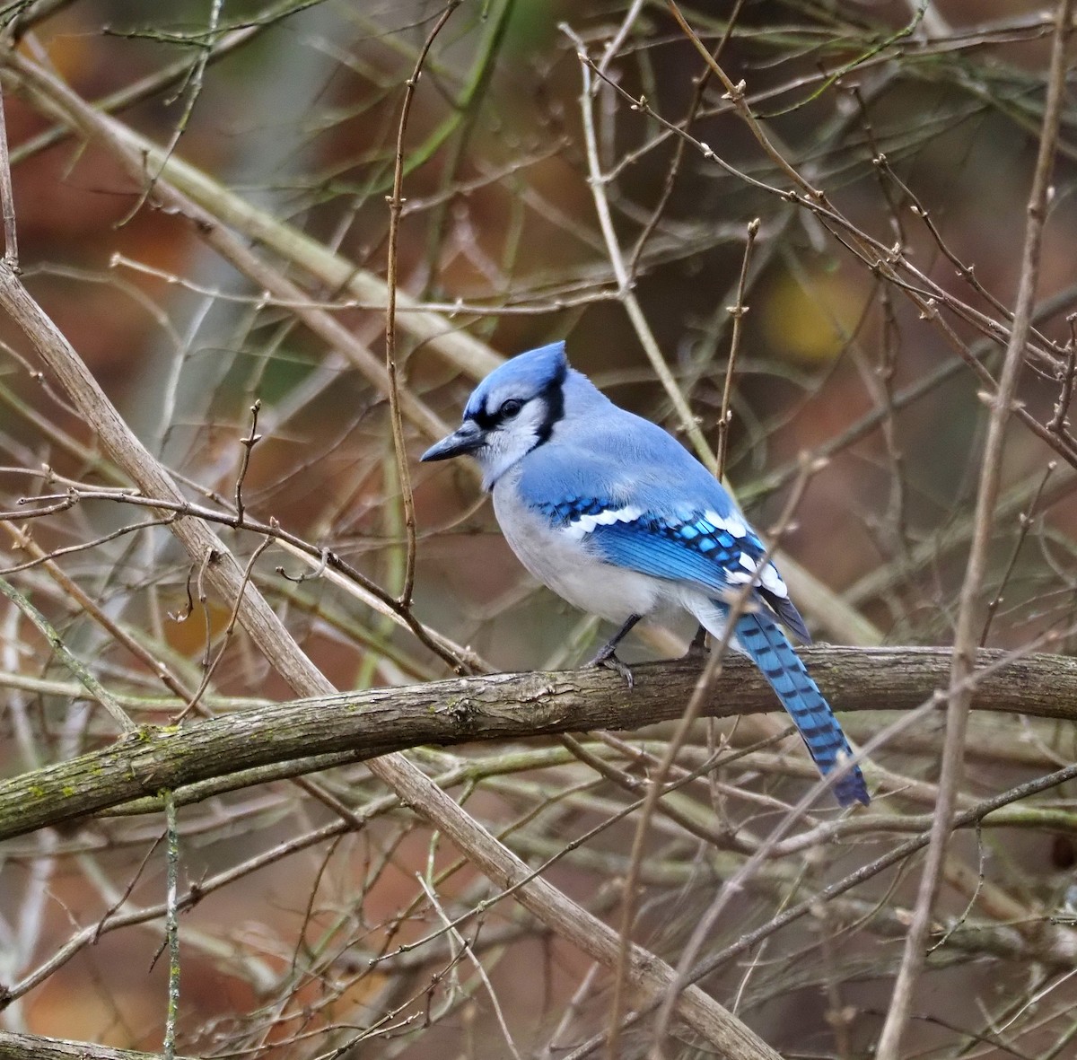 Blue Jay - ML645972725