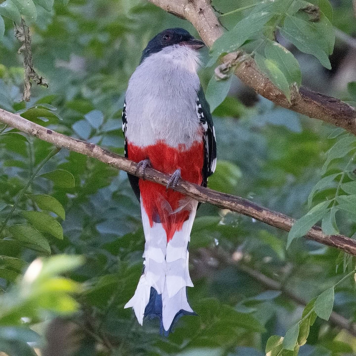 Cuban Trogon - ML645972726