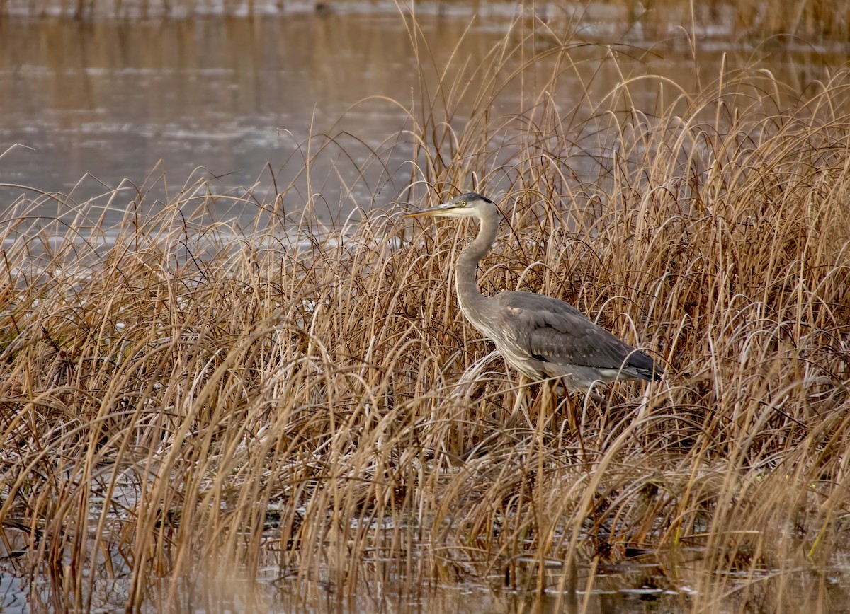 Great Blue Heron - ML645972729