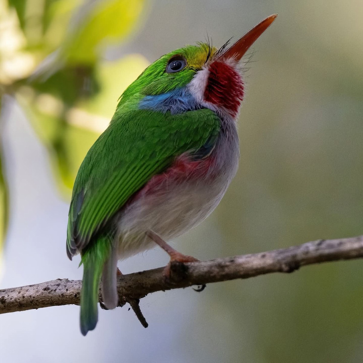 Cuban Tody - ML645972735