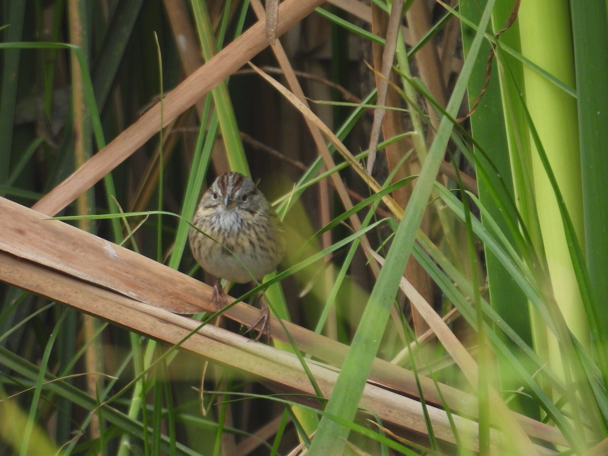 strnadec pruhohlavý - ML645972736