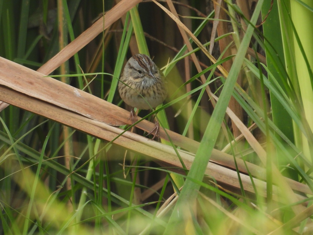 strnadec pruhohlavý - ML645972737