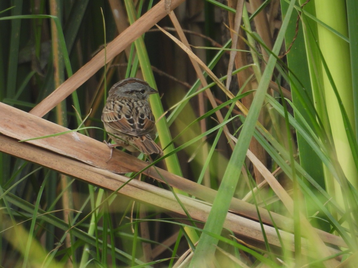 strnadec pruhohlavý - ML645972738