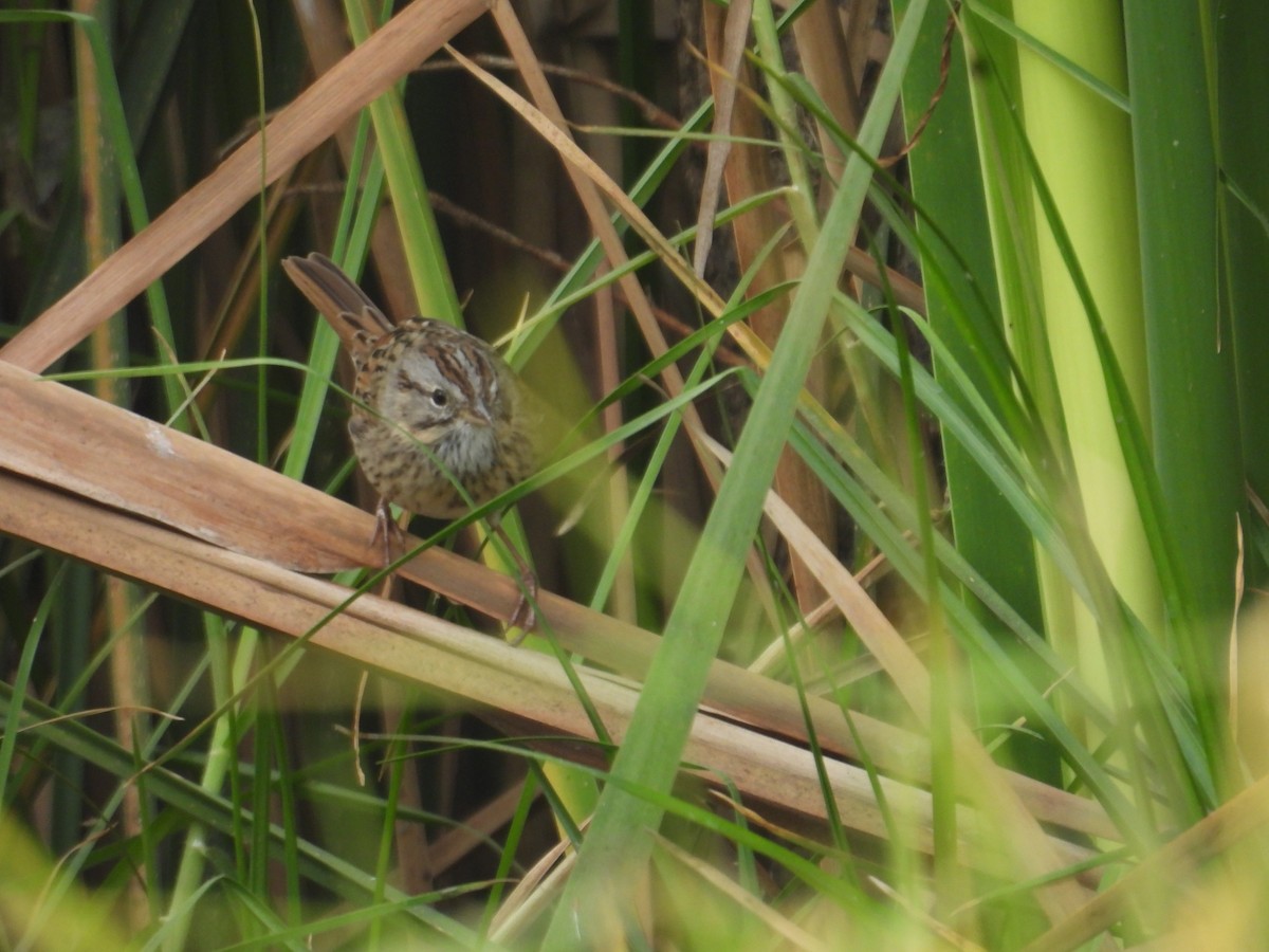 strnadec pruhohlavý - ML645972739