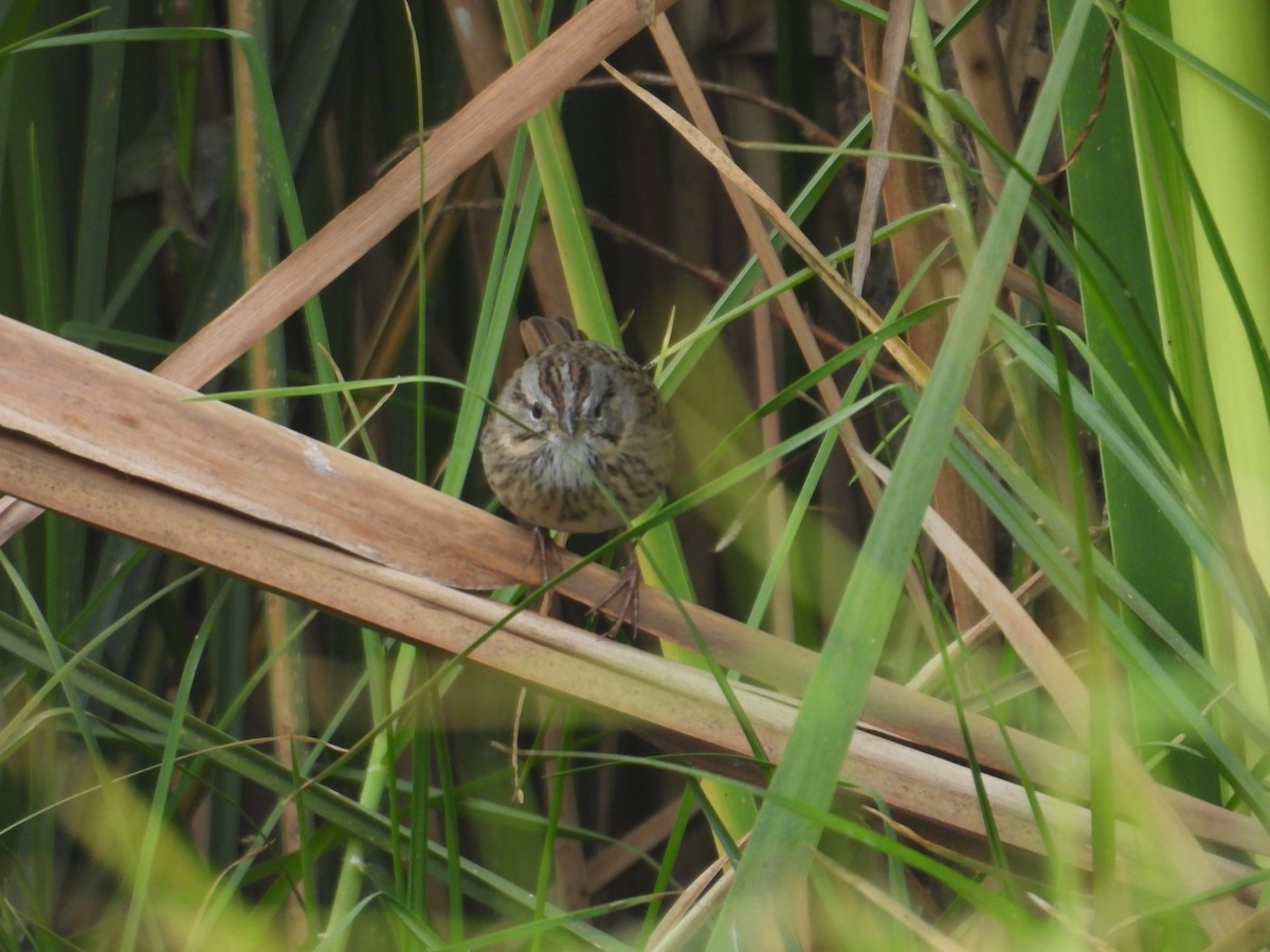 strnadec pruhohlavý - ML645972740