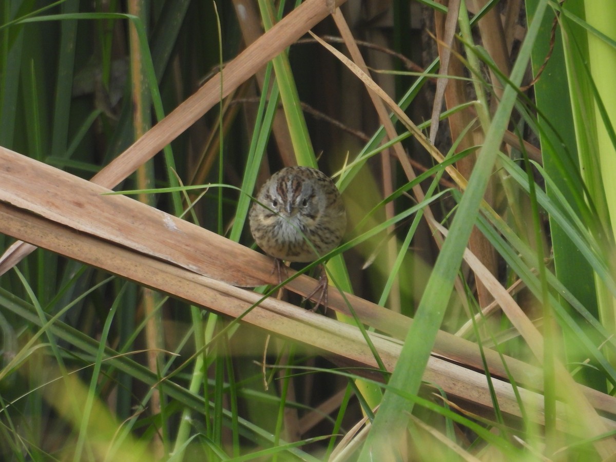 strnadec pruhohlavý - ML645972741