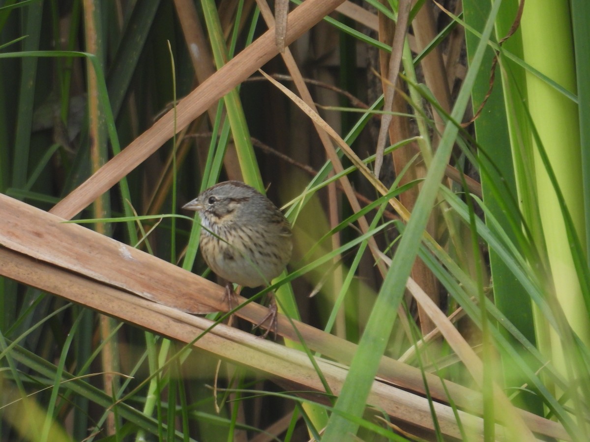 strnadec pruhohlavý - ML645972742