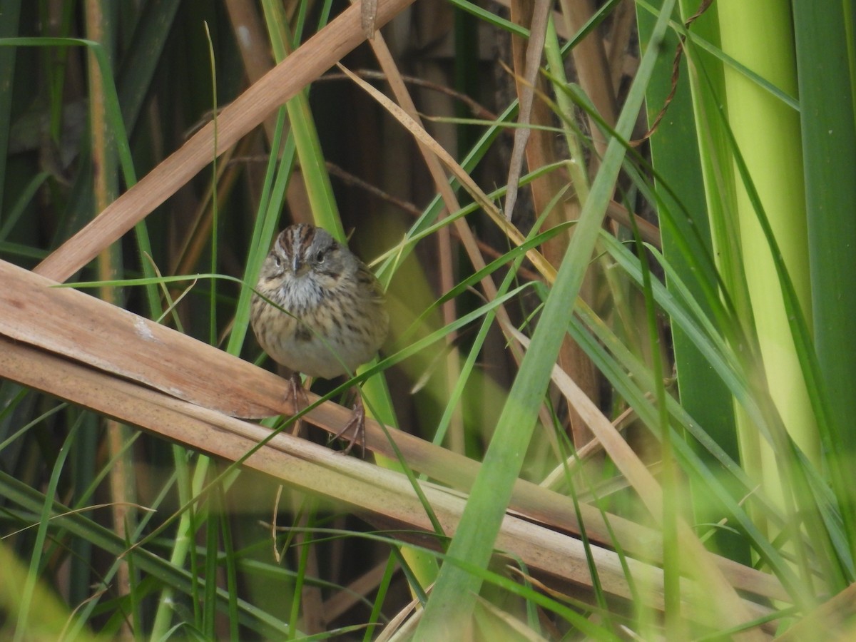 Lincoln's Sparrow - ML645972743