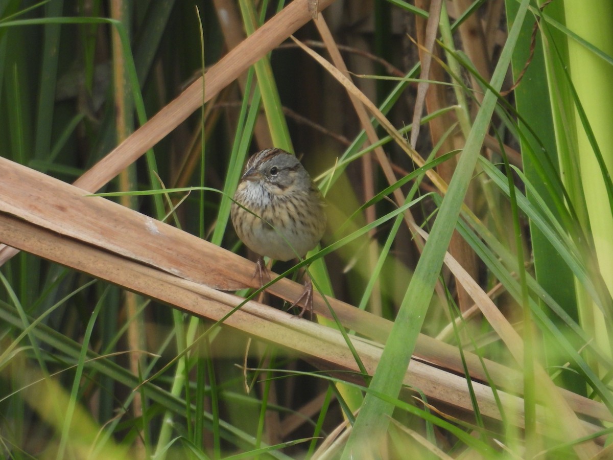 Lincoln's Sparrow - ML645972744