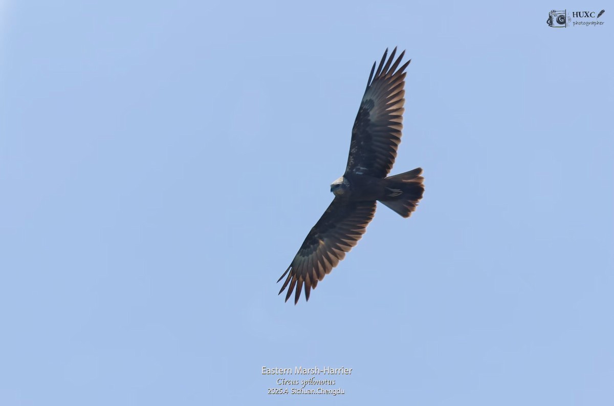 Eastern Marsh Harrier - ML645972746