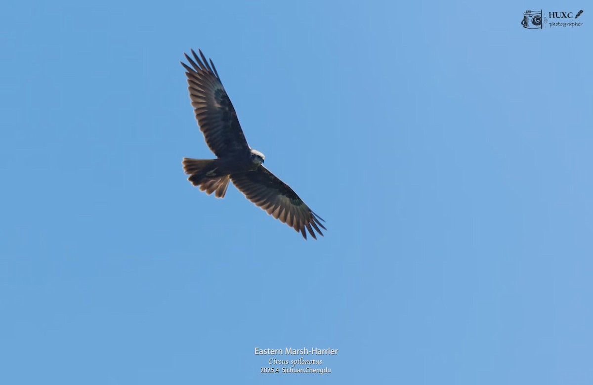Eastern Marsh Harrier - ML645972747