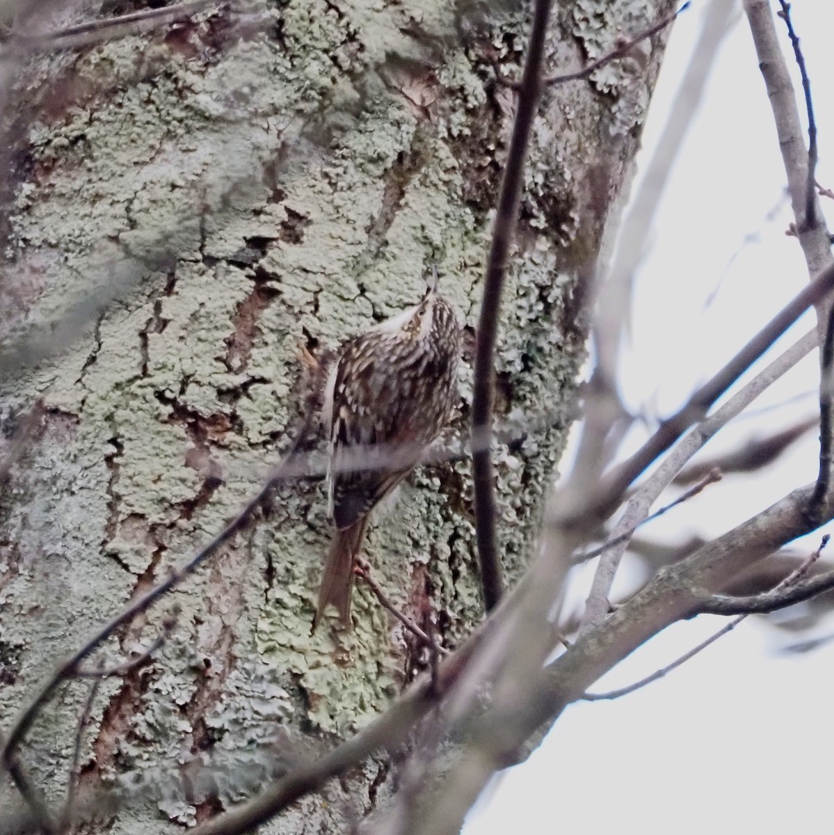 Підкоришник американський - ML645972749