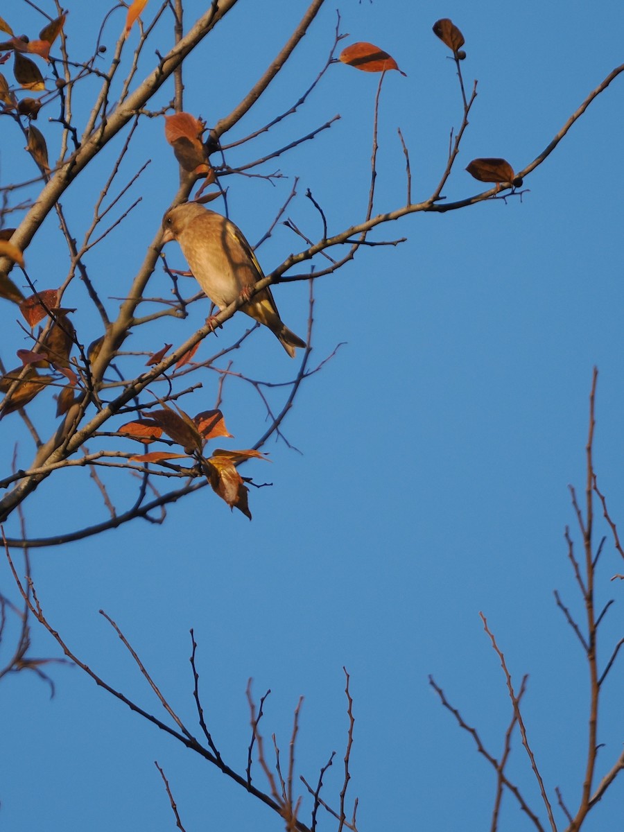 Oriental Greenfinch - ML645972751
