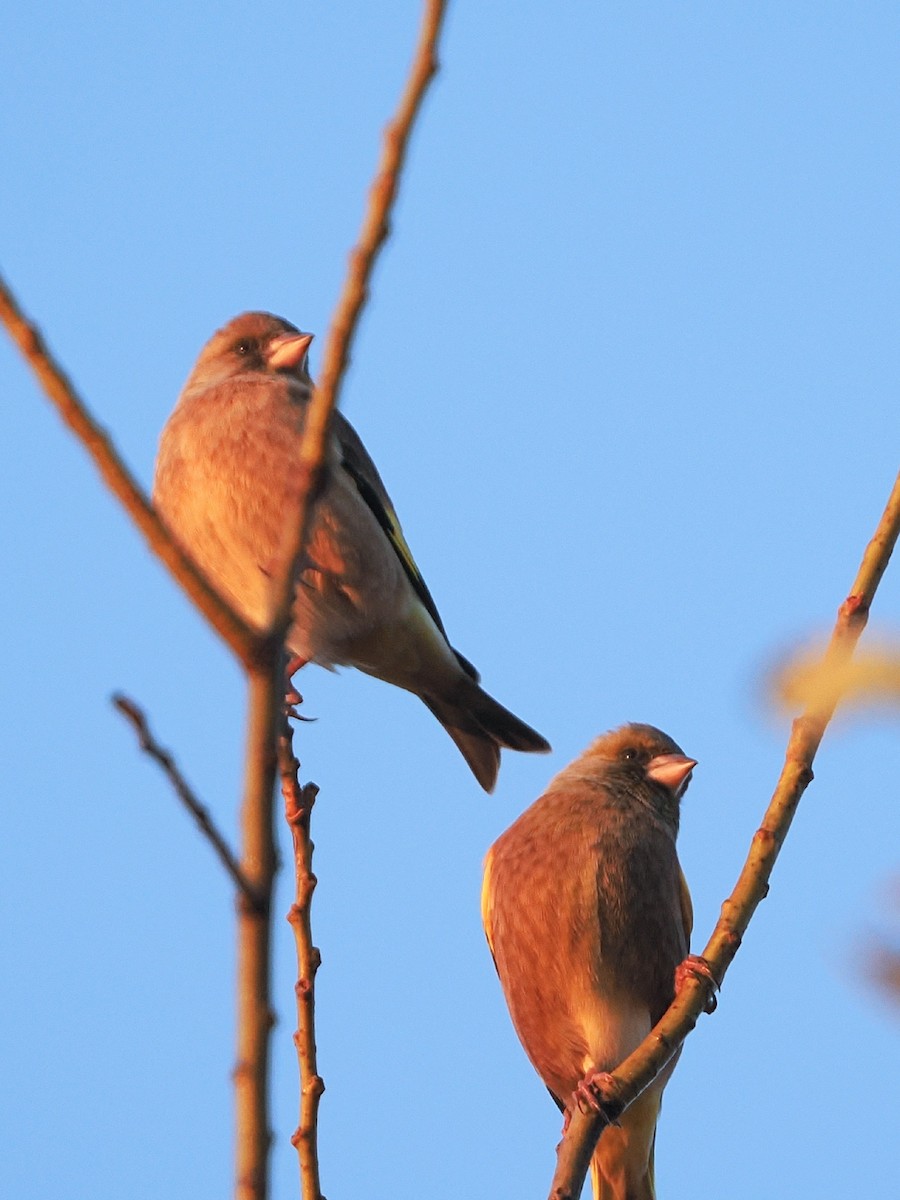 Oriental Greenfinch - ML645972752