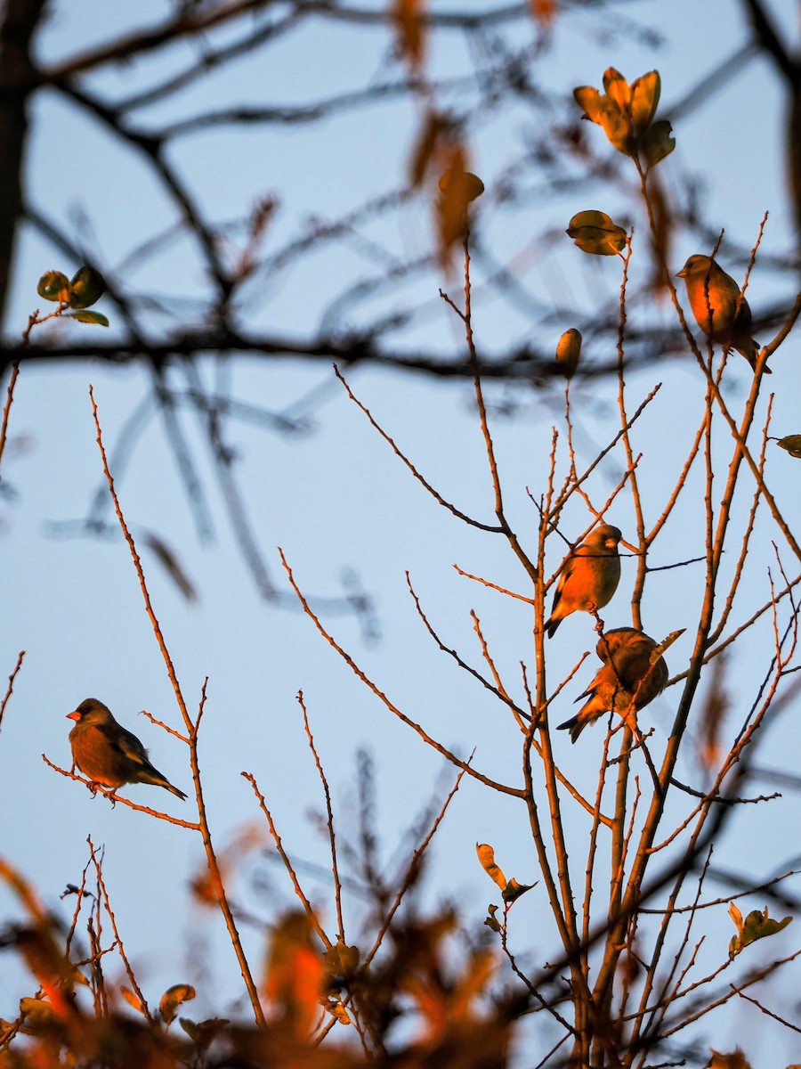 Oriental Greenfinch - ML645972754