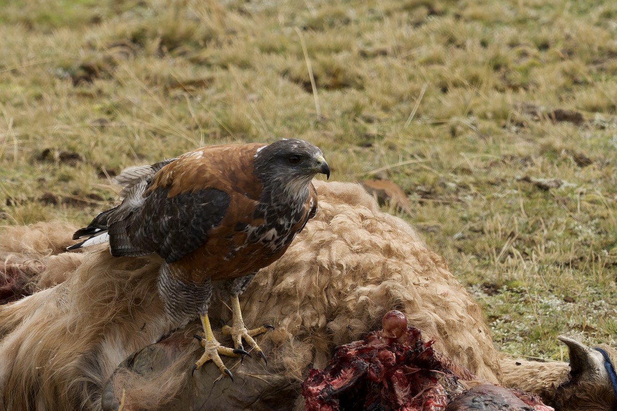 Variable Hawk (Puna) - ML645972755