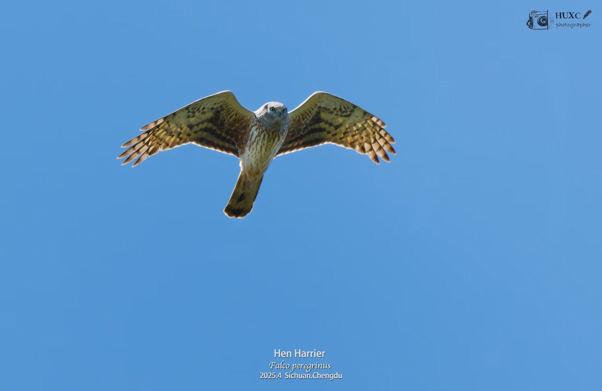 Hen Harrier - ML645972756