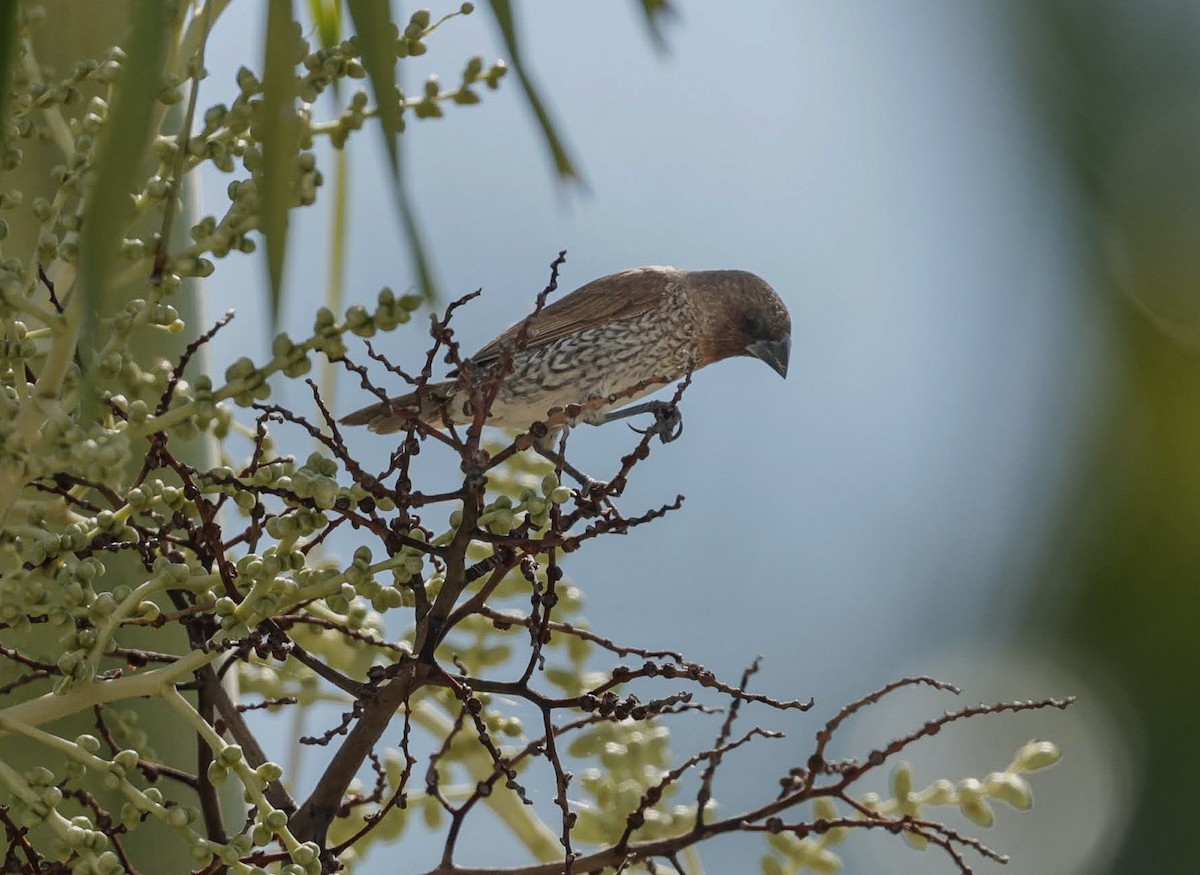Scaly-breasted Munia - ML645972757