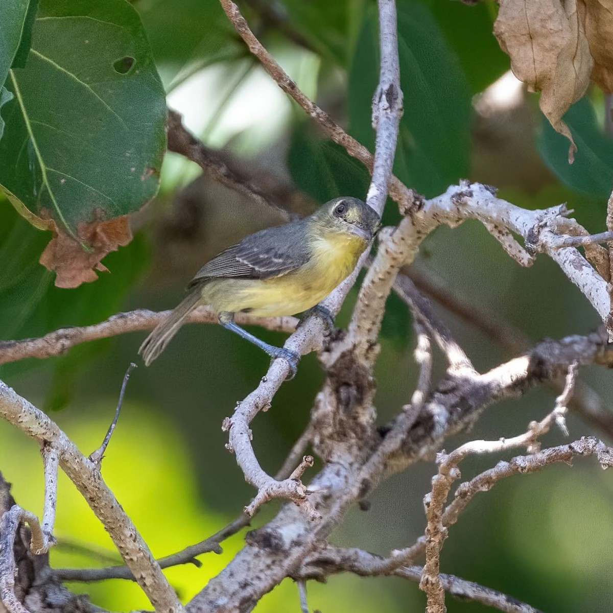 Cuban Vireo - ML645972758