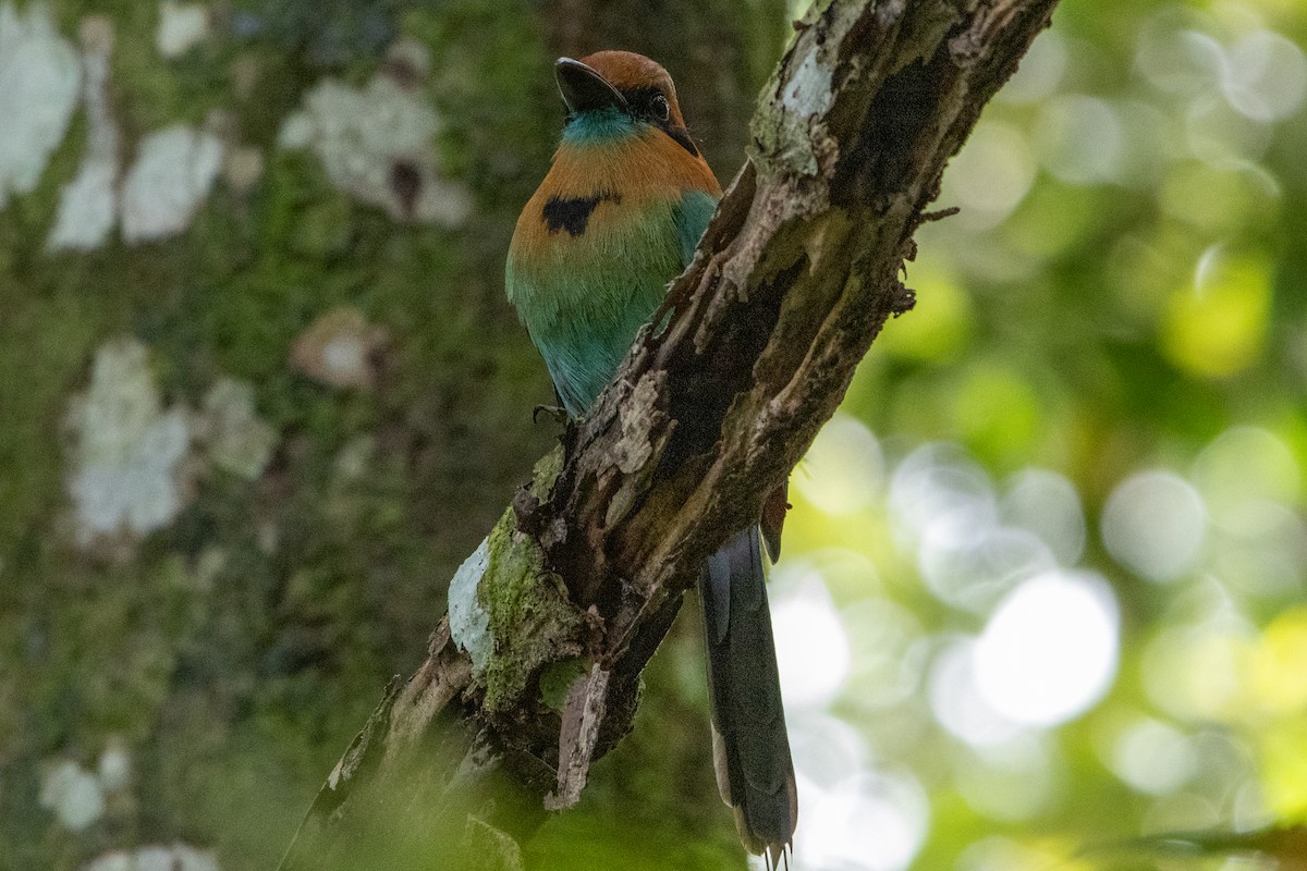 Broad-billed Motmot - ML645972759