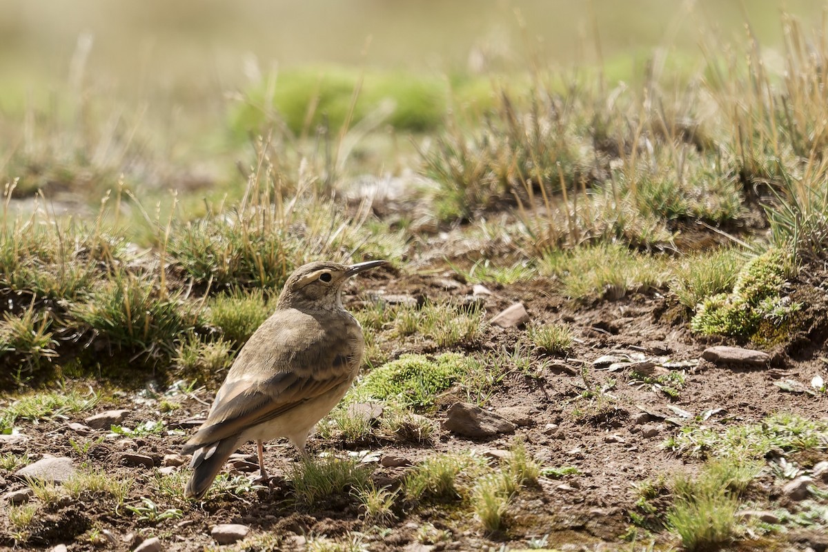 Slender-billed Miner - ML645972760