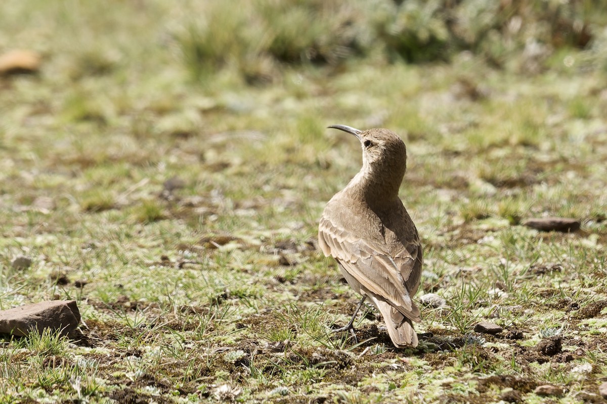 Slender-billed Miner - ML645972761