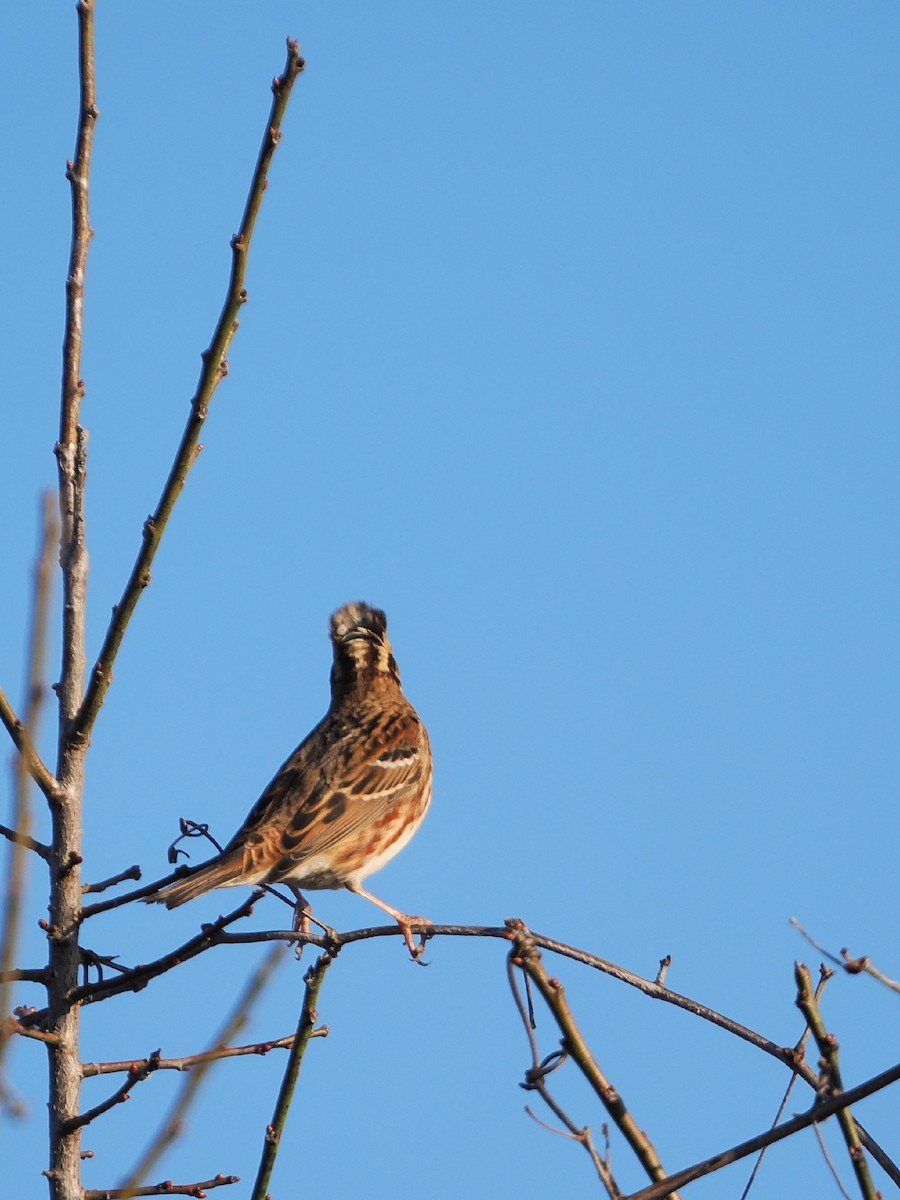 Rustic Bunting - ML645972762