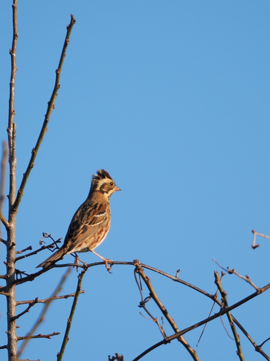 Rustic Bunting - ML645972763