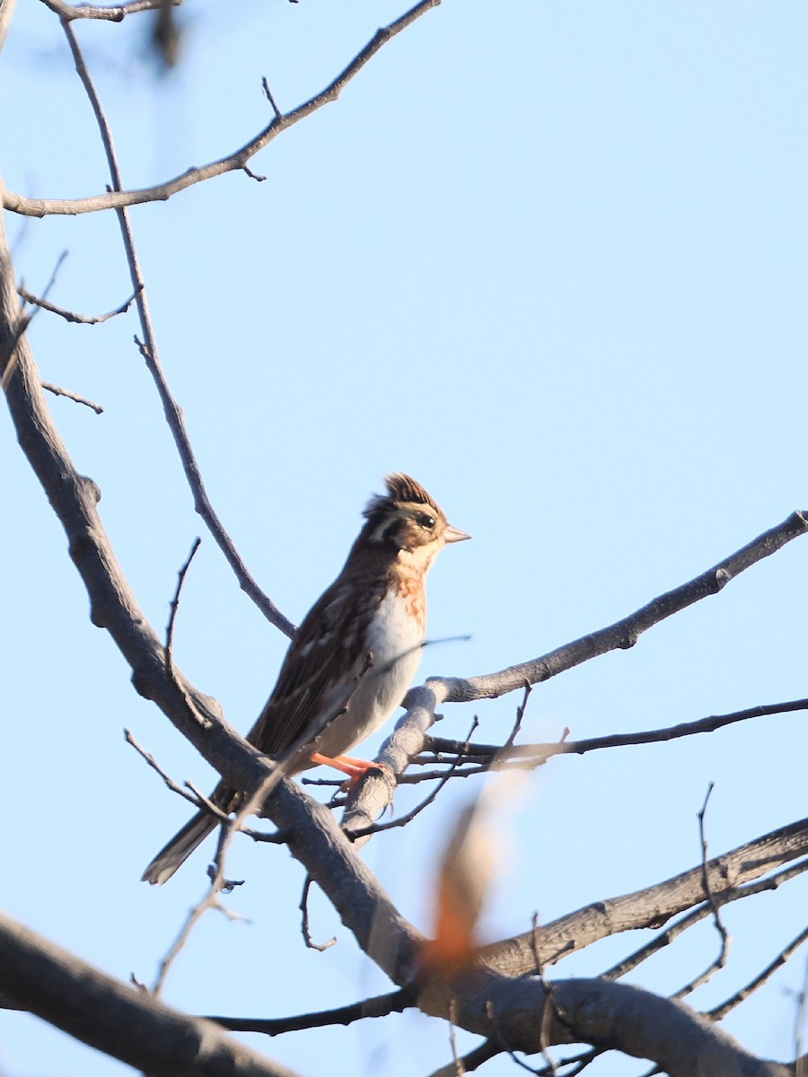 Rustic Bunting - ML645972764