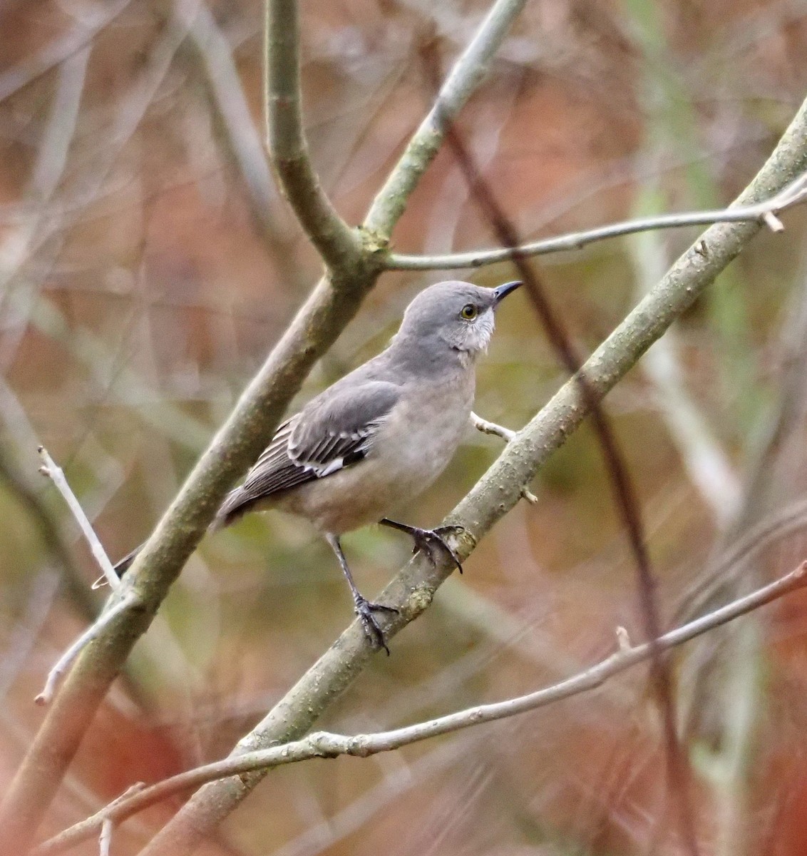 Northern Mockingbird - ML645972765
