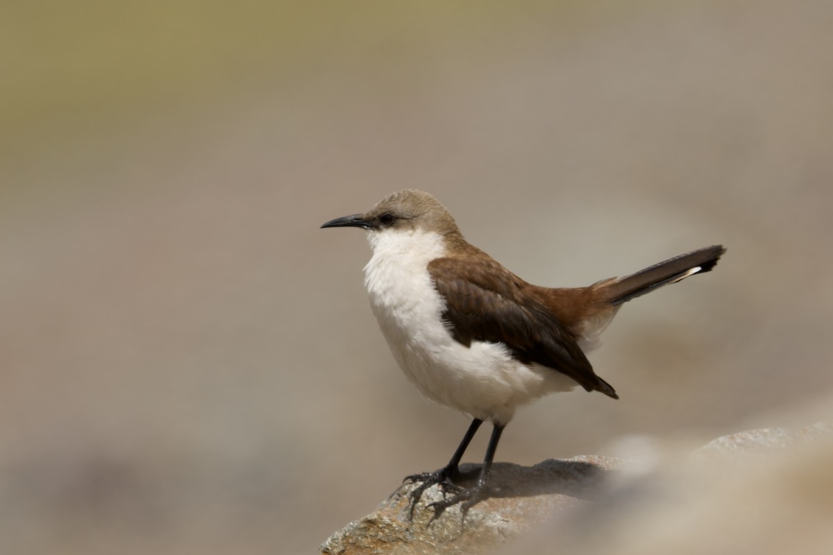 White-bellied Cinclodes - ML645972766