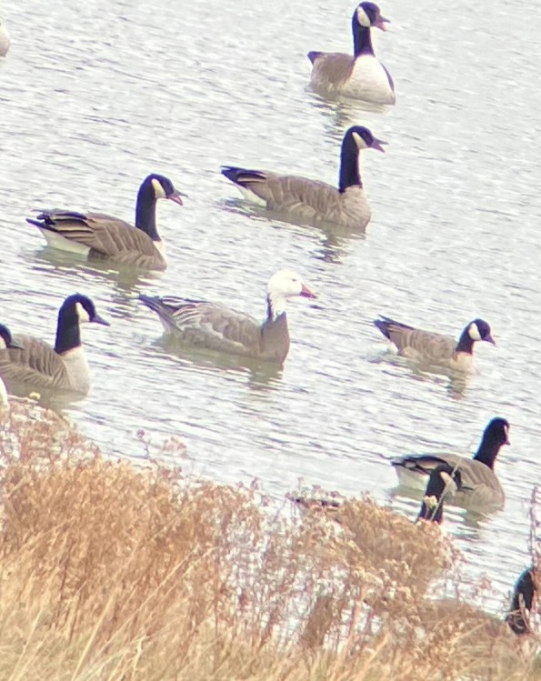 Snow Goose - ML645972767