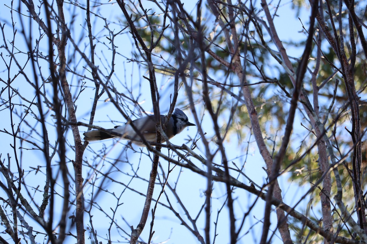Blue Jay - ML645972768