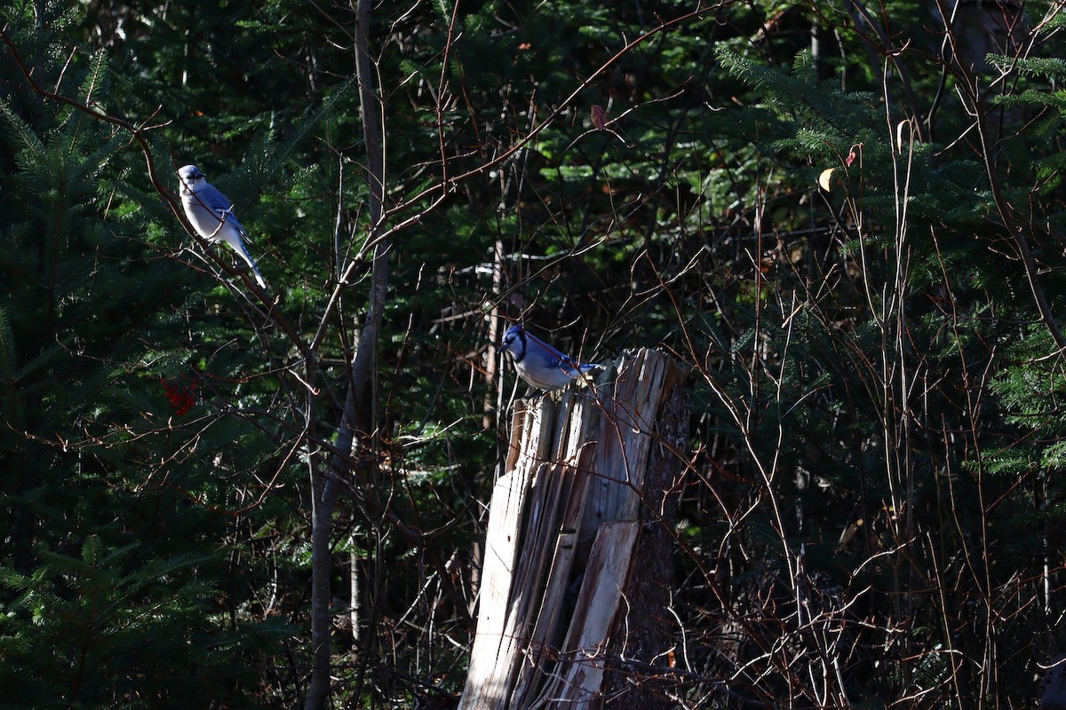 Blue Jay - ML645972769