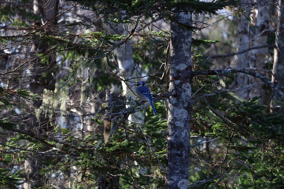 Blue Jay - ML645972770