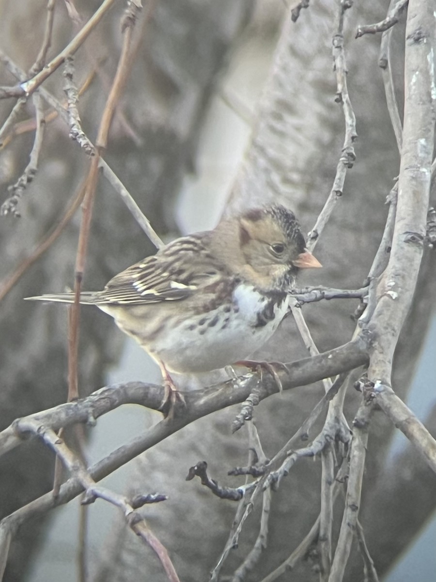 Harris's Sparrow - ML645972774