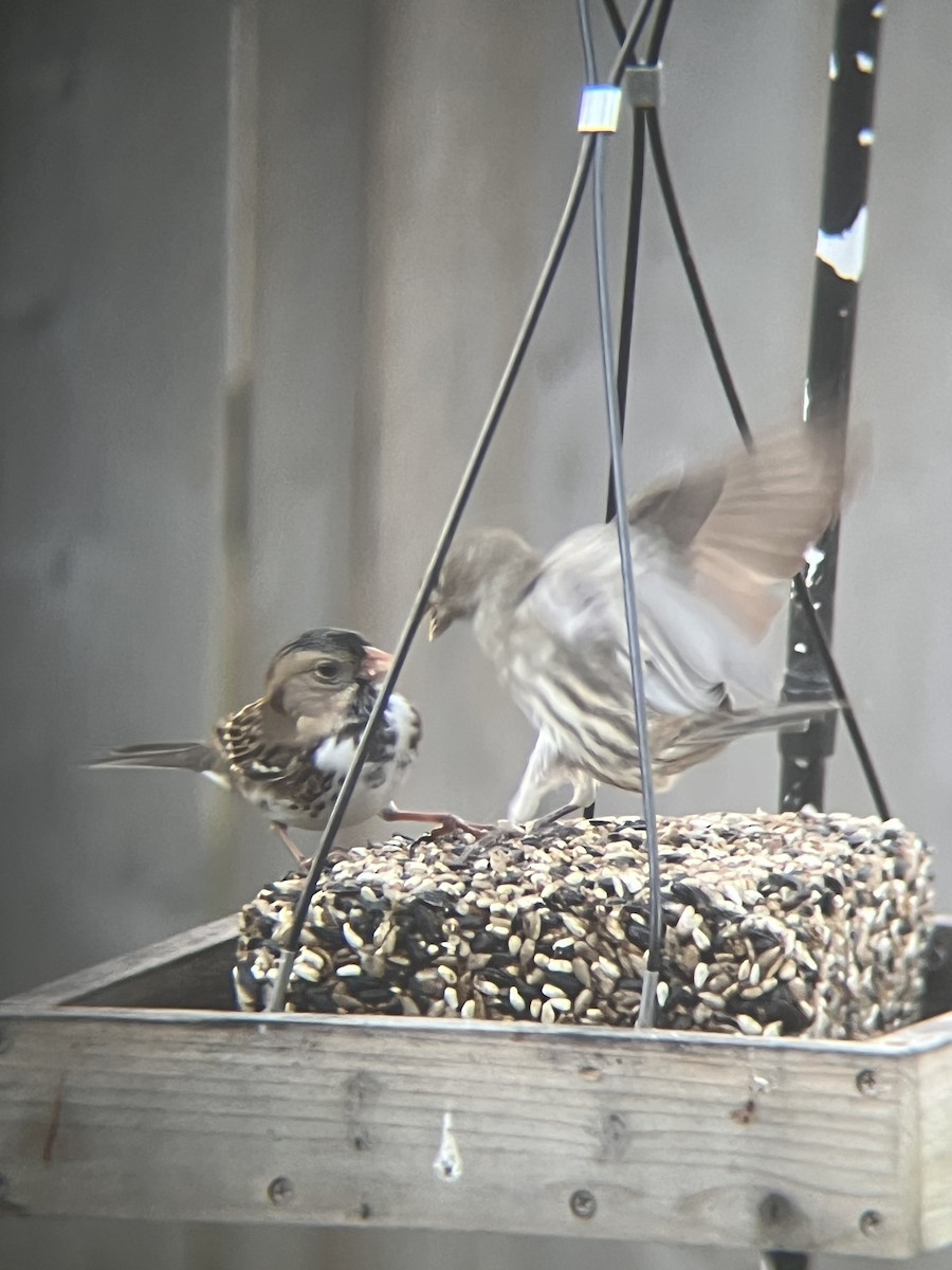 Harris's Sparrow - ML645972775