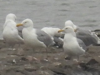 American Herring Gull - ML645972776